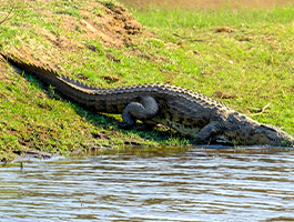 Crocodile Sandbank