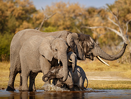 Elephant Crossing